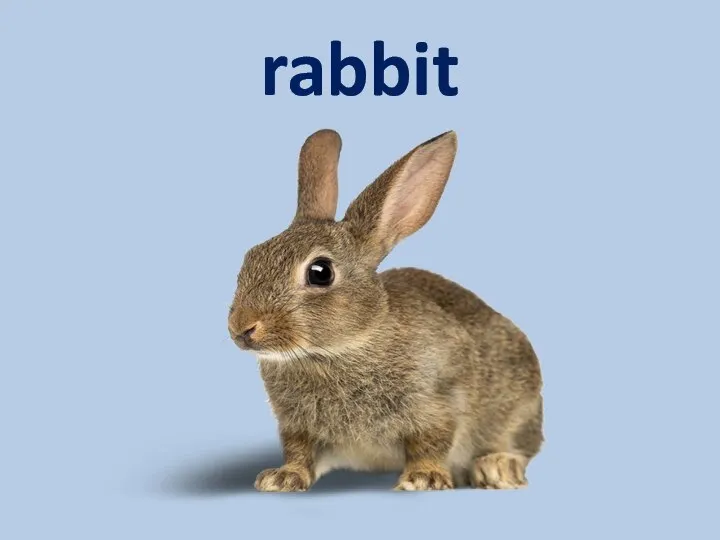 rabbit