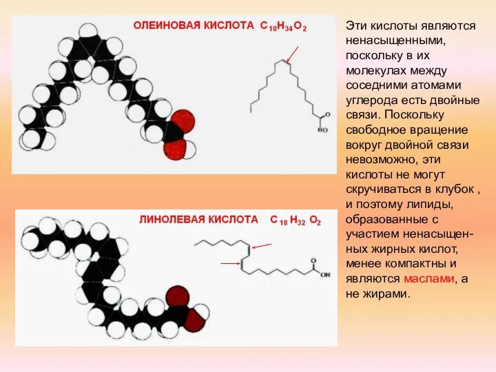 Эти кислоты являются ненасыщенными, поскольку в их молекулах между соседними атомами углерода