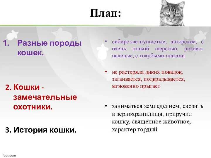 План: Разные породы кошек. 2. Кошки - замечательные охотники. 3. История кошки.