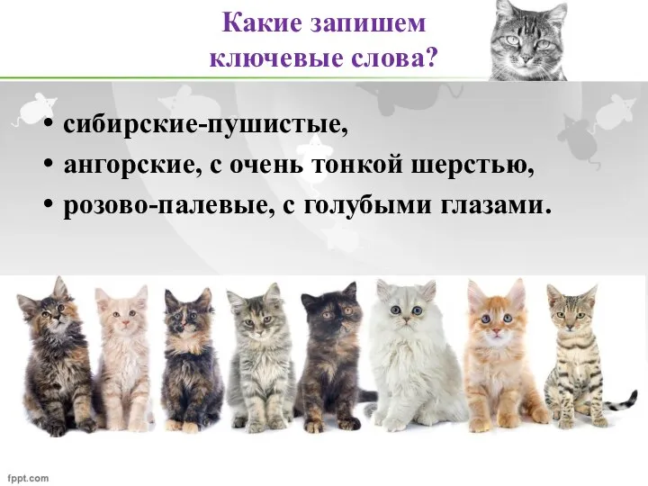 Какие запишем ключевые слова? сибирские-пушистые, ангорские, с очень тонкой шерстью, розово-палевые, с голубыми глазами.