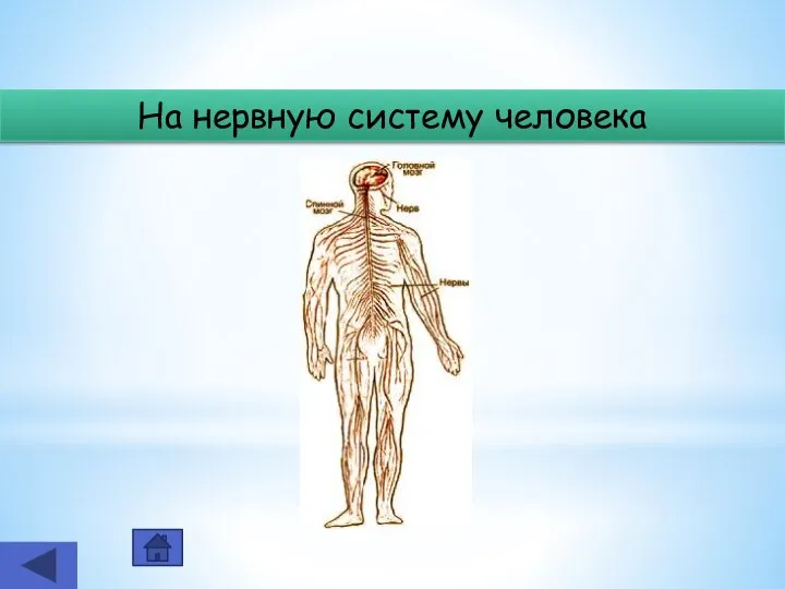 На нервную систему человека