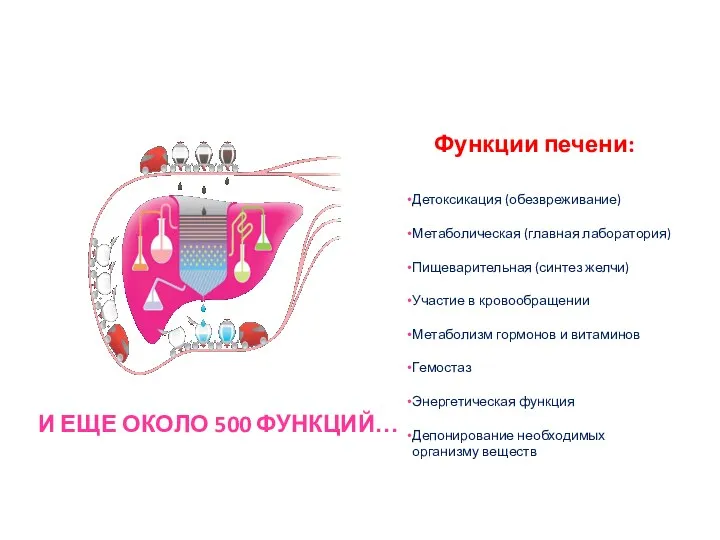 Печень: основнФФФые функции Функции печени: Детоксикация (обезвреживание) Метаболическая (главная лаборатория) Пищеварительная (синтез