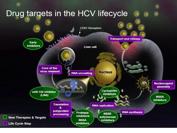 Жизненный цикл HCV и новые мишени для терапии