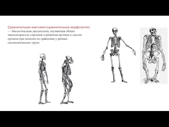 Сравнительная анатомия (сравнительная морфология) — биологическая дисциплина, изучающая общие закономерности строения и