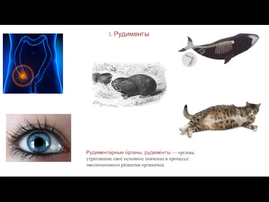 I. Рудименты Рудимента́рные о́рганы, рудиме́нты — органы, утратившие своё основное значение в процессе эволюционного развития организма.