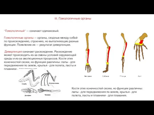 III. Гомологичные органы "Гомологичный" — означает одинаковый. Гомологичные органы — органы, сходные