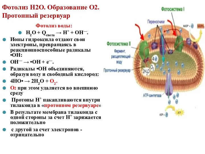 Фотолиз Н2О. Образование О2. Протонный резервуар Фотолиз воды: Н2О + Qсвета →