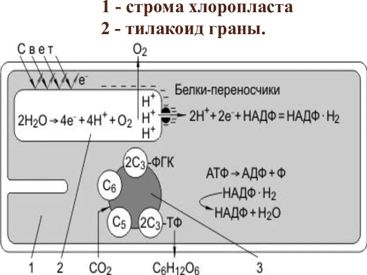 1 - строма хлоропласта 2 - тилакоид граны.