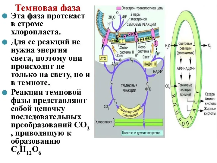 Темновая фаза Эта фаза протекает в строме хлоропласта. Для ее реакций не