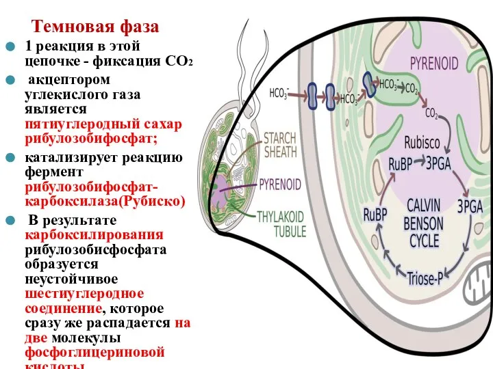 Темновая фаза 1 реакция в этой цепочке - фиксация СО2 акцептором углекислого