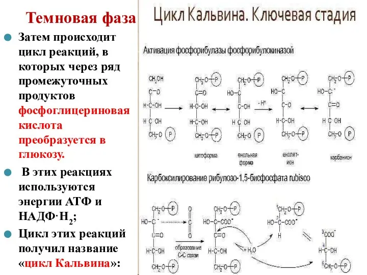 Темновая фаза Затем происходит цикл реакций, в которых через ряд промежуточных продуктов