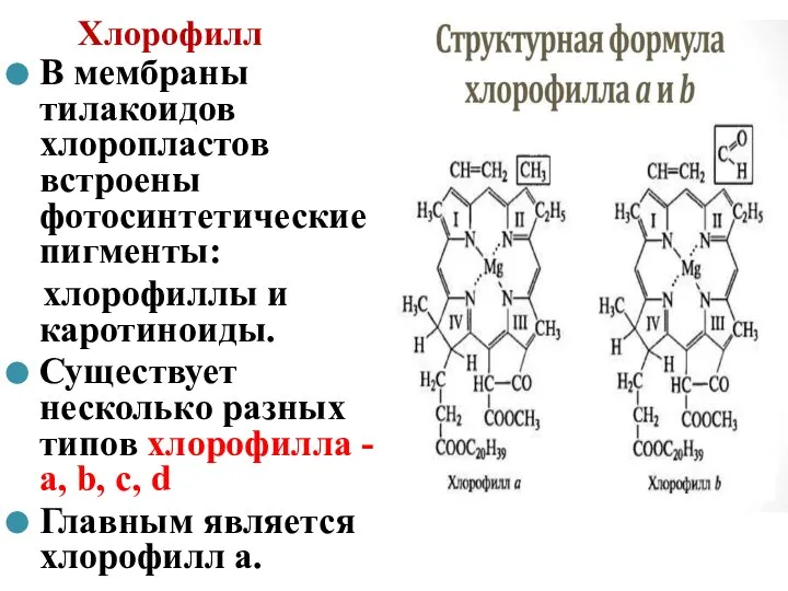Хлорофилл В мембраны тилакоидов хлоропластов встроены фотосинтетические пигменты: хлорофиллы и каротиноиды. Существует