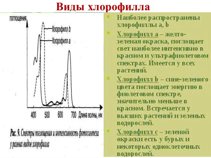 Виды хлорофилла