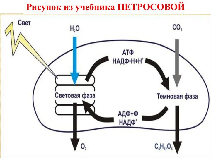 Рисунок из учебника ПЕТРОСОВОЙ