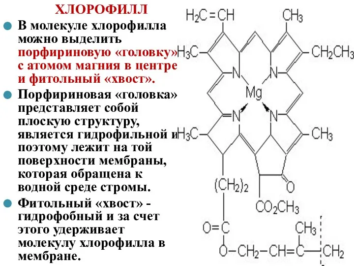ХЛОРОФИЛЛ В молекуле хлорофилла можно выделить порфириновую «головку» с атомом магния в