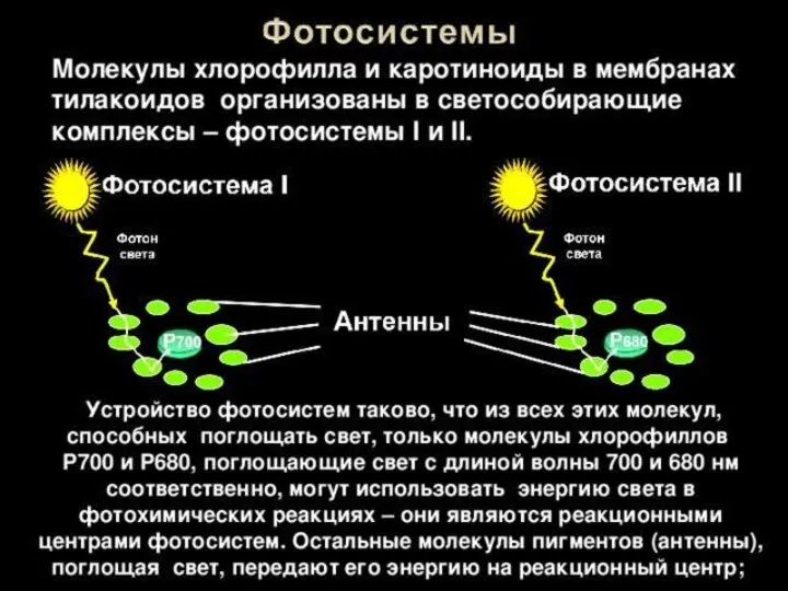 Хлорофилл Хлорофиллы поглощают: красный и сине-фиолетовый свет Хлорофиллы отражают зеленый и поэтому