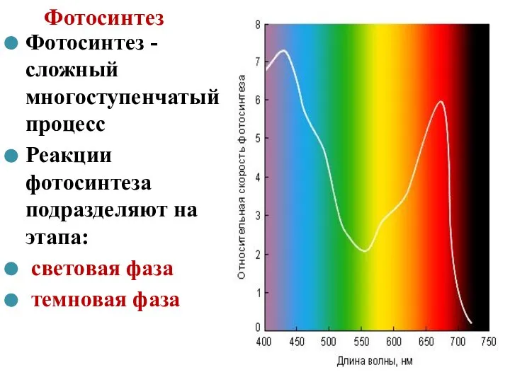 Фотосинтез Фотосинтез - сложный многоступенчатый процесс Реакции фотосинтеза подразделяют на этапа: световая фаза темновая фаза