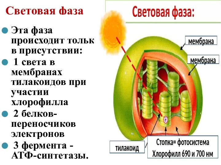 Световая фаза Эта фаза происходит только в присутствии: 1 света в мембранах