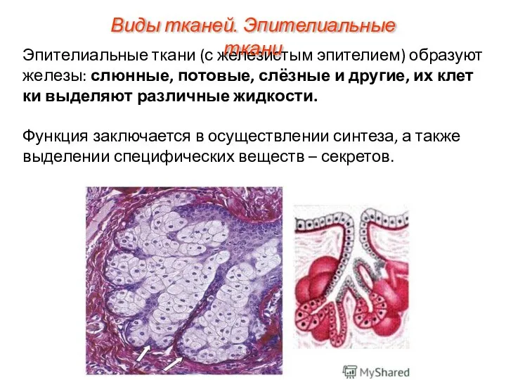 Эпи­те­ли­аль­ные ткани (с железистым эпителием) об­ра­зу­ют же­ле­зы: слюн­ные, по­то­вые, слёзные и дру­гие,