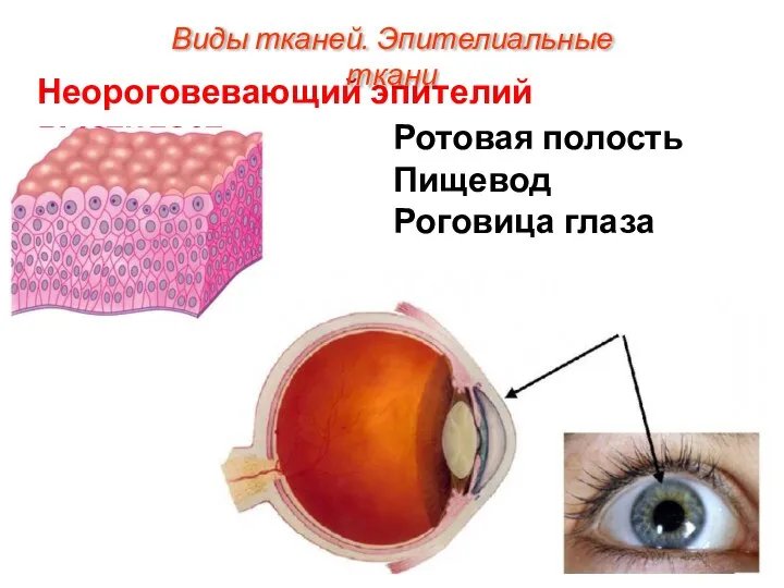 Неороговевающий эпителий выстилает: Ротовая полость Пищевод Роговица глаза Виды тканей. Эпителиальные ткани