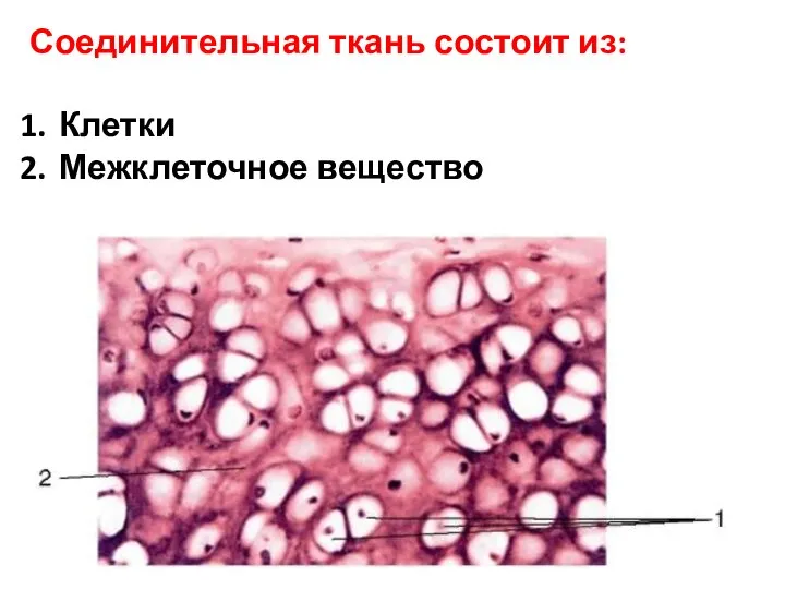 Соединительная ткань состоит из: Клетки Межклеточное вещество