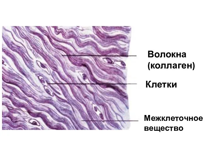 Волокна (коллаген) Клетки Межклеточное вещество