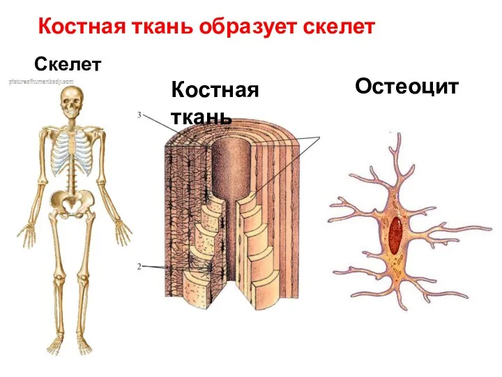 Костная ткань образует скелет Скелет Костная ткань Остеоцит