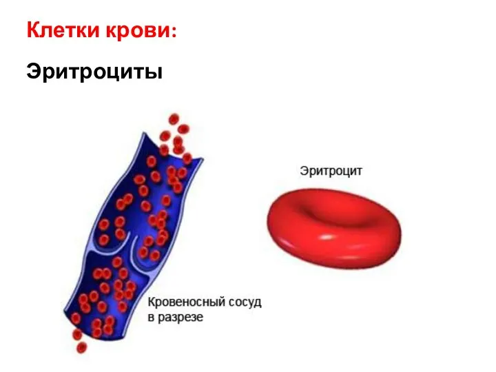 Клетки крови: Эритроциты