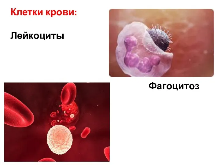 Клетки крови: Лейкоциты Фагоцитоз