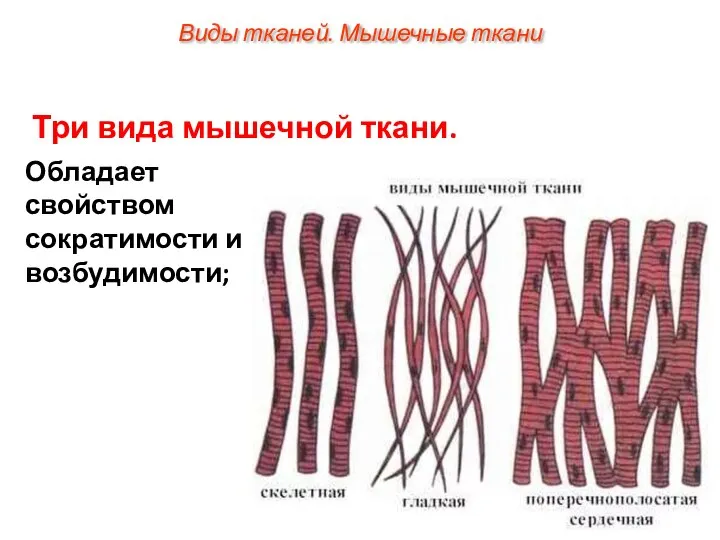 Три вида мышечной ткани. Обладает свойством сократимости и возбудимости; Виды тканей. Мышечные ткани