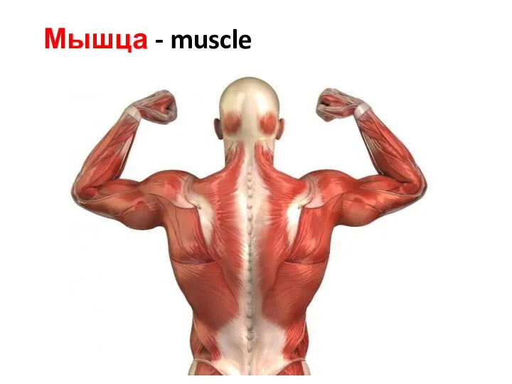 Мышца - muscle