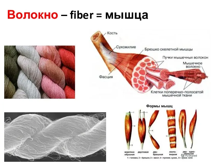 Волокно – fiber = мышца