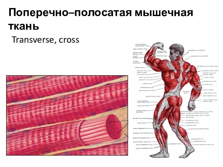 Поперечно–полосатая мышечная ткань Transverse, cross