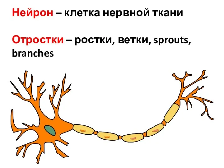 Нейрон – клетка нервной ткани Отростки – ростки, ветки, sprouts, branches