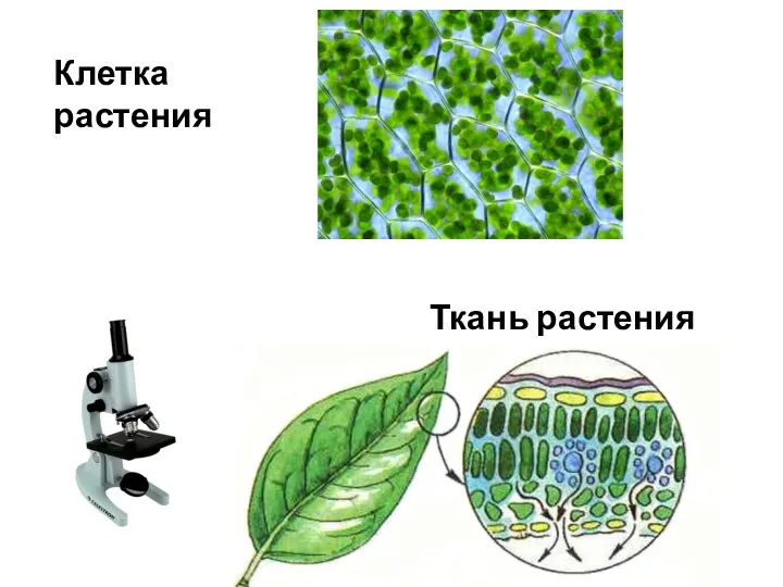 Клетка растения Ткань растения