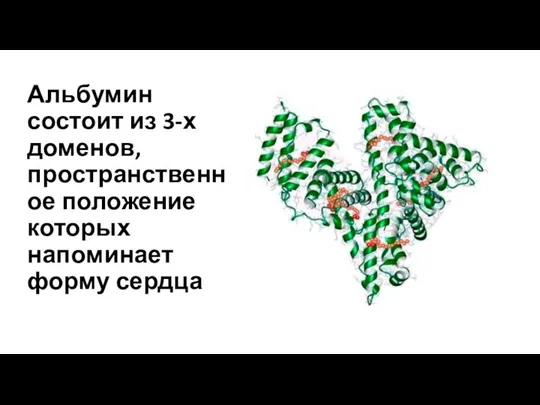 Альбумин состоит из 3-х доменов, пространственное положение которых напоминает форму сердца