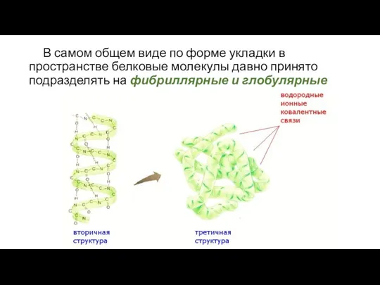 В самом общем виде по форме укладки в пространстве белковые молекулы давно