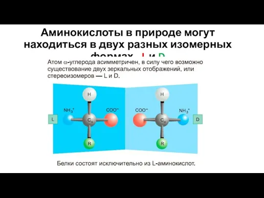 Аминокислоты в природе могут находиться в двух разных изомерных формах - L и D