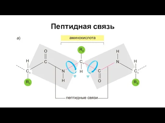 Пептидная связь