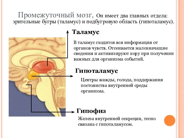 Промежуточный мозг, Он имеет два главных отдела: зрительные бугры (таламус) и подбугровую