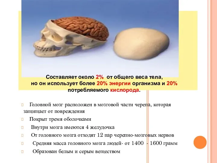 Головной мозг расположен в мозговой части черепа, которая защищает от повреждения Покрыт