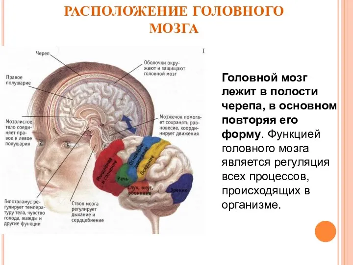 РАСПОЛОЖЕНИЕ ГОЛОВНОГО МОЗГА Головной мозг лежит в полости черепа, в основном повторяя