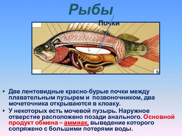 Рыбы Две лентовидные красно-бурые почки между плавательным пузырем и позвоночником, два мочеточника