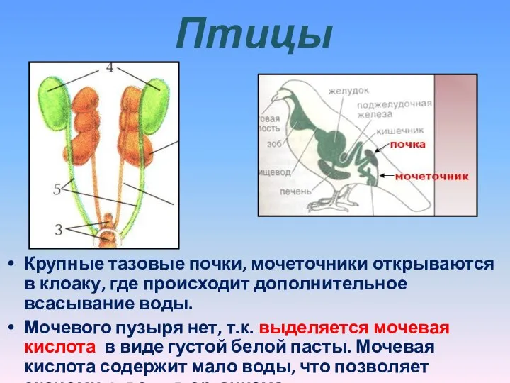 Птицы Крупные тазовые почки, мочеточники открываются в клоаку, где происходит дополнительное всасывание