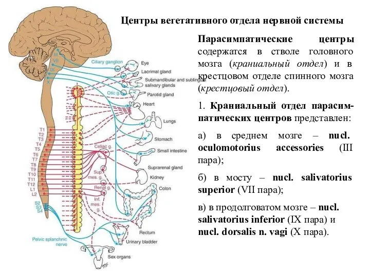 Центры вегетативного отдела нервной системы Парасимпатические центры содержатся в стволе головного мозга