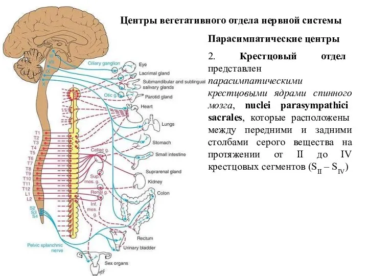 Центры вегетативного отдела нервной системы Парасимпатические центры 2. Крестцовый отдел представлен парасимпатическими