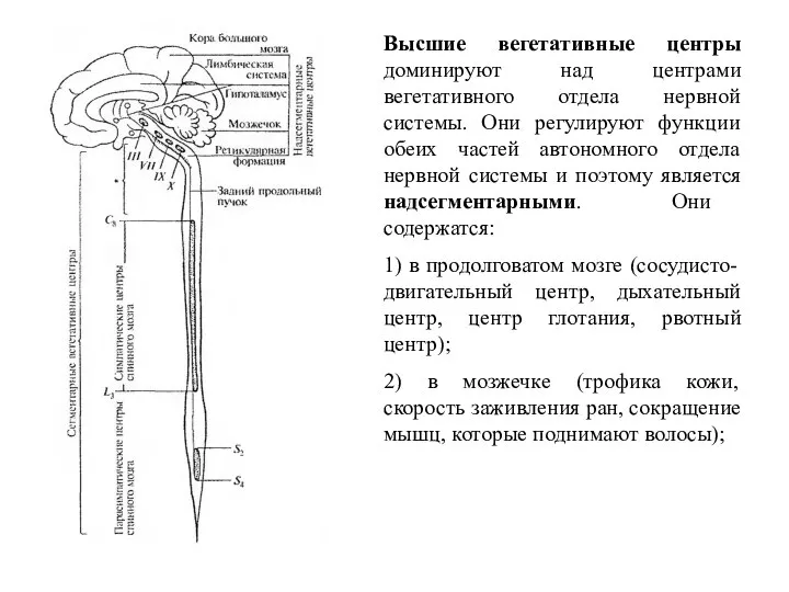 Высшие вегетативные центры доминируют над центрами вегетативного отдела нервной системы. Они регулируют