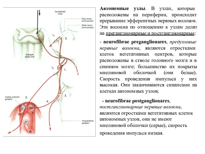 Автономные узлы. В узлах, которые расположены на периферии, происходит прерывание эфферентных нервных