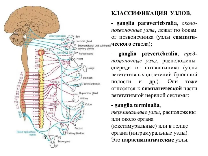 КЛАССИФИКАЦИЯ УЗЛОВ. - ganglia paravertebralia, около-позвоночные узлы, лежат по бокам от позвоночника