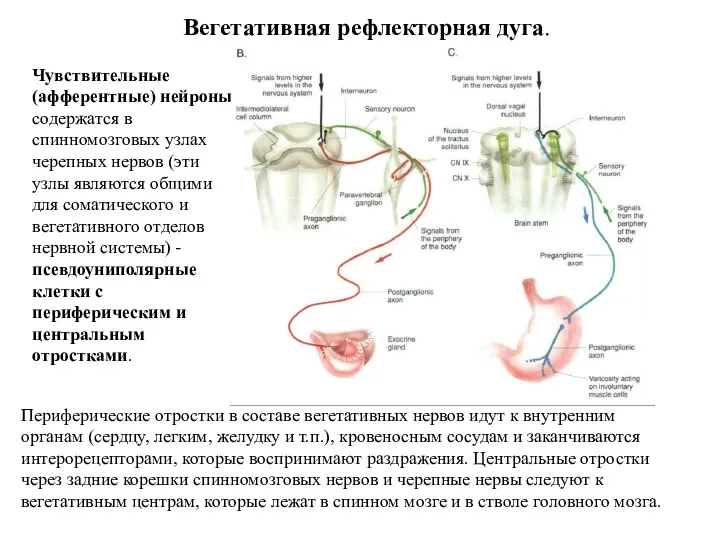 Вегетативная рефлекторная дуга. Периферические отростки в составе вегетативных нервов идут к внутренним